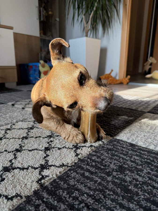Max žužlá kost 15.03.2025