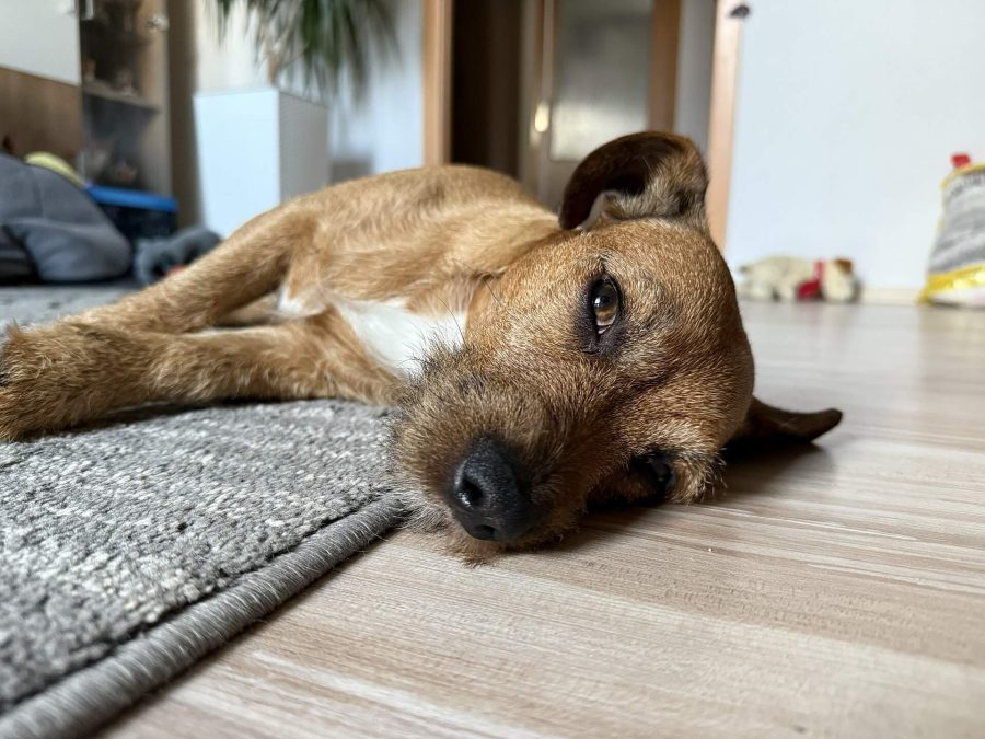 Max se nudí 22.03.2025