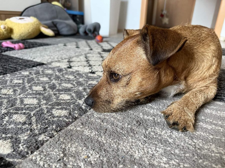 Max se nudí 22.03.2025